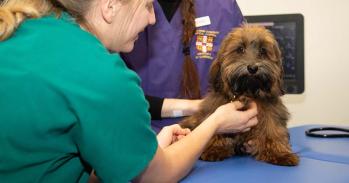 Huxley, a healthy volunteer Havanese, undergoes a physical examination at the Queen's Veterinary School Hospital, Cambridge. 
