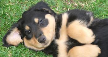 English Shepherd puppy