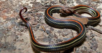 Snake.
