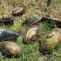 Mussels