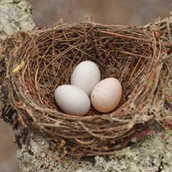 Eggs in nest