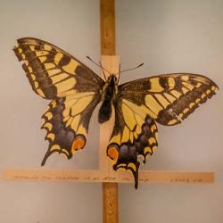 A butterfly behind glass