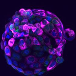 Single embryo model
