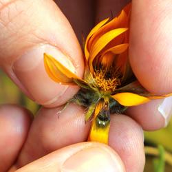 Petals of daisy with fake lady fly visible