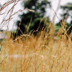 Wheat field