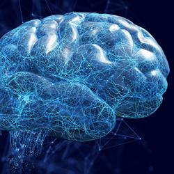 Illustration of human brain