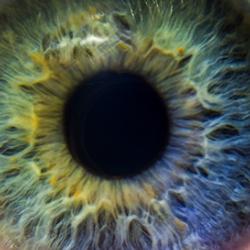 iris