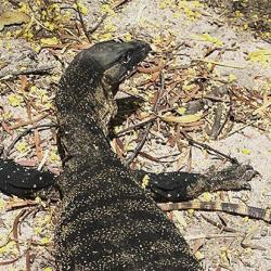 Heath goanna in Australia