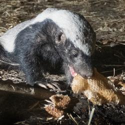Honey badger eating honeycomb