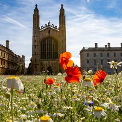Wildflower meadow at King's College, Cambridge with chapel behind