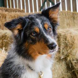Dog in hay barn