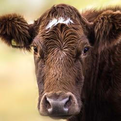 Cow on moorland.