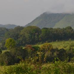 Forest region of South West Cameroon