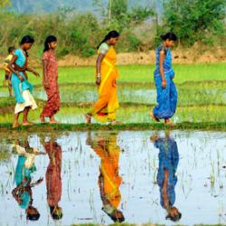 Women working in the rice paddy fields in Odisha, one of the the poorest regions of India