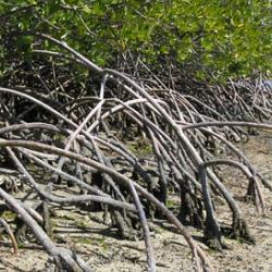 Mangrove trees along a coastline, Everglades National Park.
