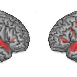 Areas highlighted in red on the right and left brain hemispheres show the frontal and temporal brain networks involved in the processing of linguistic information in intonation