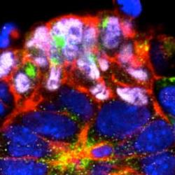 The mouse embryo's own stem cells organise themselves into a rosette-like arrangement as a pre-requisite for laying the foundations for the body when the embryo would implant into the uterus.