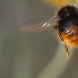 Bee
