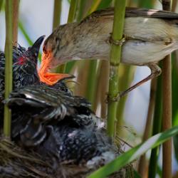 A reed warbler feeds a cuckoo fledgling