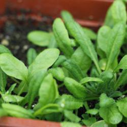 Arabidopsis Thaliana planted in Laboratory