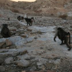 Baboon troop