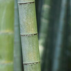 Bamboo