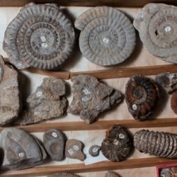 Drawer of ammonoids from the Woodwardian collection, the founding collection of the Sedgwick Museum, dating to the late 17th and early 18th century