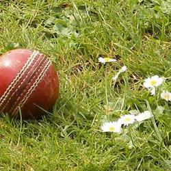 Cricket Ball