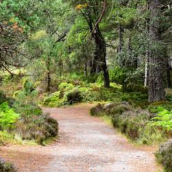 Rothiemurchus Forest