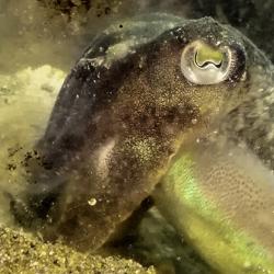 Cuttlefish. Image by Pauline Billard