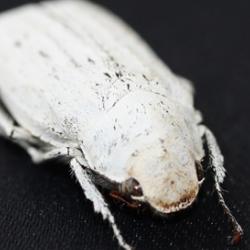 Cyphochilus beetle