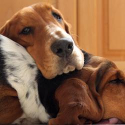 Sleeping dogs