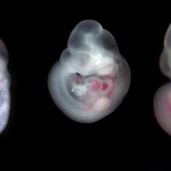Mouse embryos half-way through gestation (embryonic day 10.5). From left to right: normal size, growth restricted and growth enhanced.