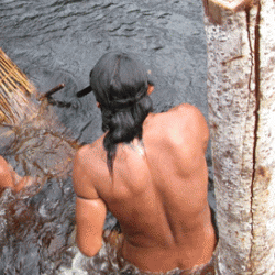 Enawenê-nawê men check basket and bark traps for fish before reinserting them into the weir’s upriver face