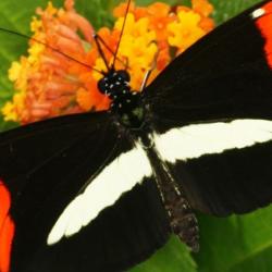 Heliconius melpomene amaryllis