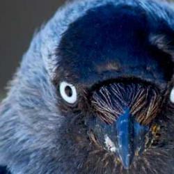Jackdaw