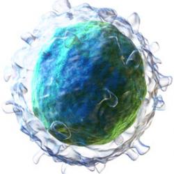 B-lymphocyte cell