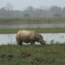 kaziranga,assam,india