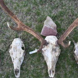 Deer skulls