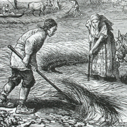 Engraving of threshing near Ogosta, Bulgaria, second half of the 19th century 