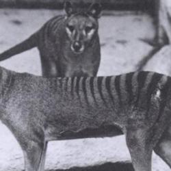 Thylacine, or Tasmanian tiger 