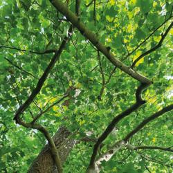 Tulip tree in Cambridge University Botanic Garden