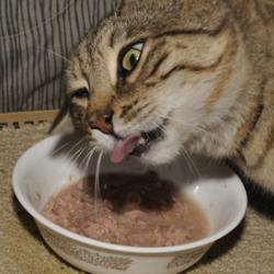 Hank The Cat Eating Tuna Fish