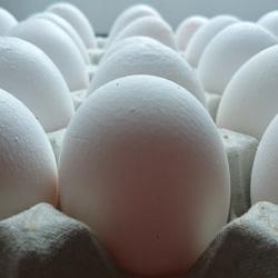 A tray of eggs up close