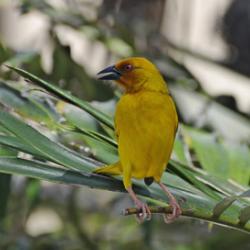 The African Golden Weaver, Zanzibar