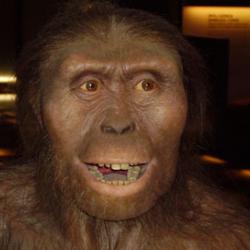 Australopithecus afarensis reconstruction