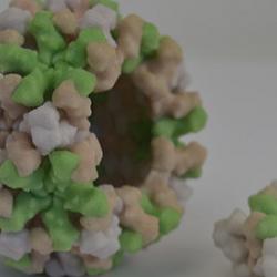 Norovirus