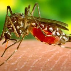 Aedes aegypti mosquito