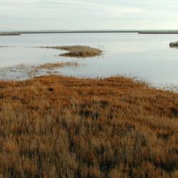 Saltmarshes starting to be inundated by the tide at Abbots Hall, Cumbria, UK