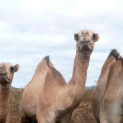 Camel farming
